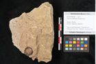 Foto (Objekt + Etikett) von Quercus palaeoilex Ettingshausen (NHMW-GEO-2024-0188-6381)